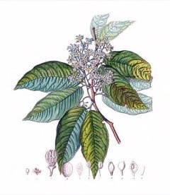 Peltogyne floribunda Purpleheart, pau-roxo, zapatero